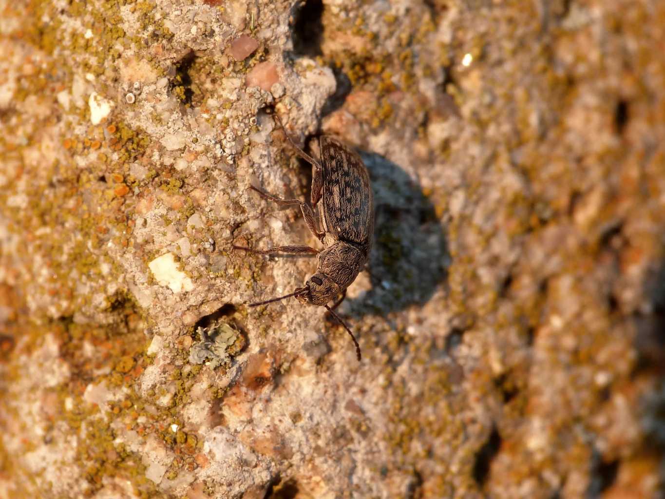 Nephodinus metallescens